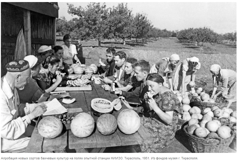 1951 Апробация новых сортов бахчевых культур в НИИЗО